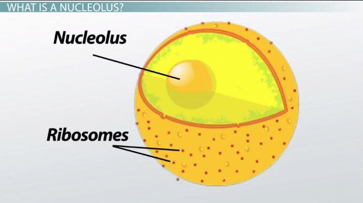 Nucleolus Function