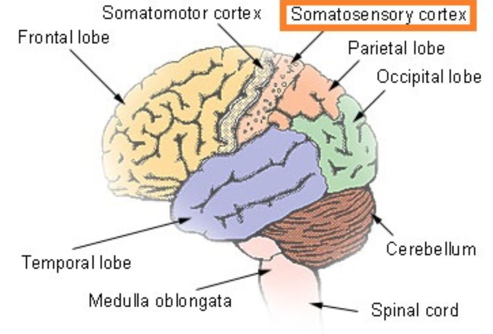 parietal-lobe-landmarks-somatosensory-cortex-postcentral-my-xxx-hot-girl