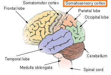 Primary Somatosensory Cortex