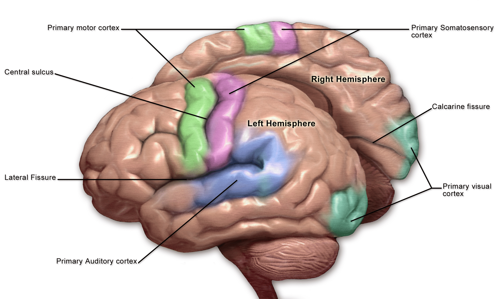 the representation of body parts in primary sensory cortex is