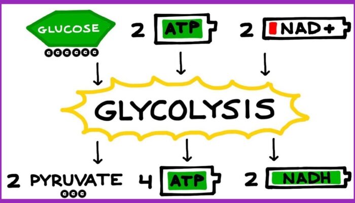 Glycolysis