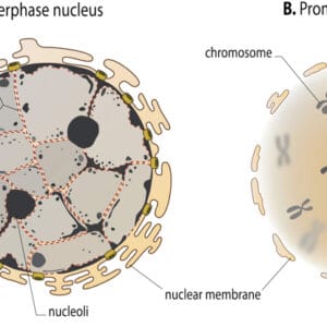 Heterochromatin Vs Euchromatin