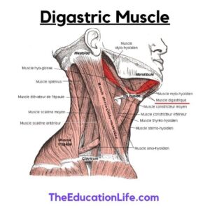 Digastric Muscle