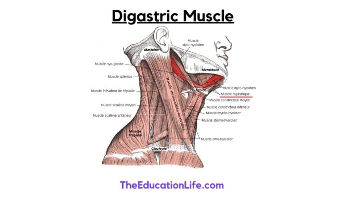 Digastric Muscle