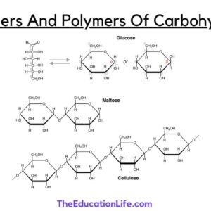 Monomers And Polymers Of Carbohydrates
