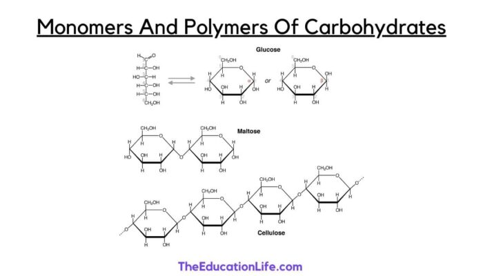 Monomers And Polymers Of Carbohydrates