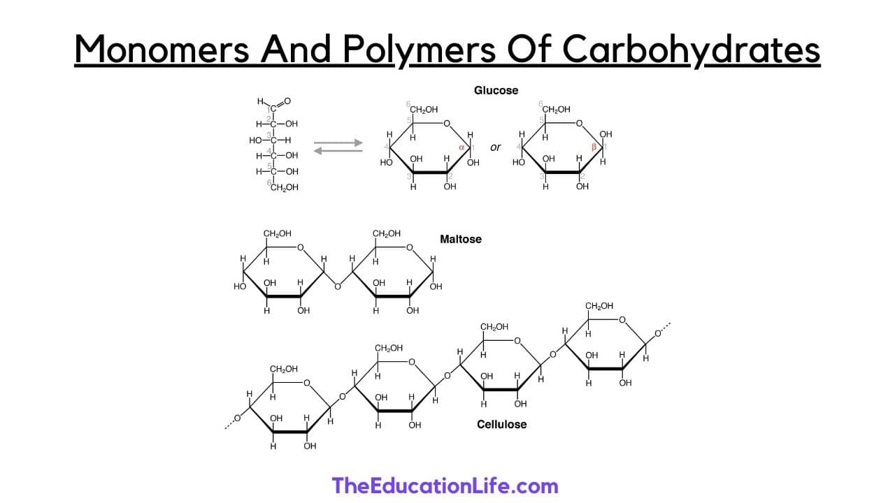 polymer of carbohydrates lipids and proteins